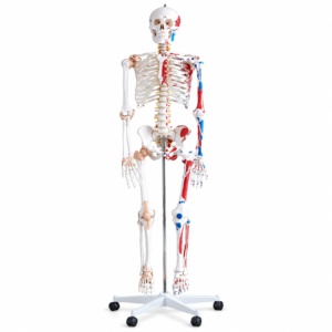 MODELO ESQUELETO 180CM  CON MUSCULOS Y LIGAMENTOS