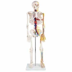 MODELO ESQUELETO 85 CM  Con distribucion de Nervios