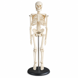 MODELO ESQUELETO 45 CM