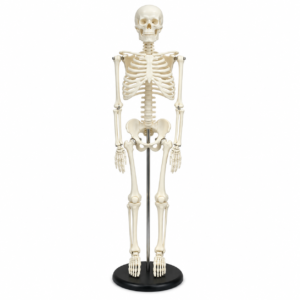 MODELO ESQUELETO 20 CM