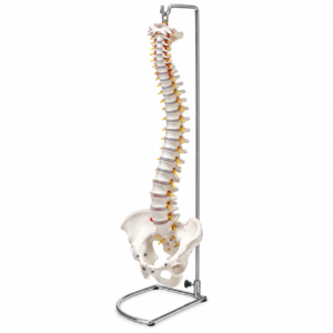 MODELO COLUMNA VERTEBRAL  CON PELVIS Y MUSCULOS PINTAD