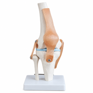 Modelo articulacion de rodilla  con ligamentos