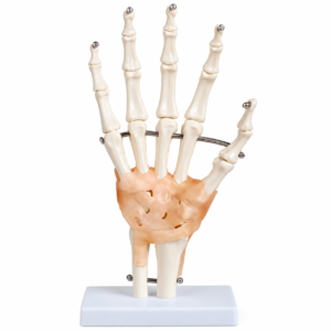 Modelo Articulacion de Mano con ligamentos