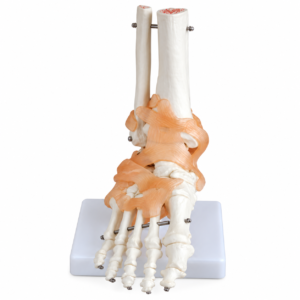 Modelo Articulacion de Pie con ligamentos